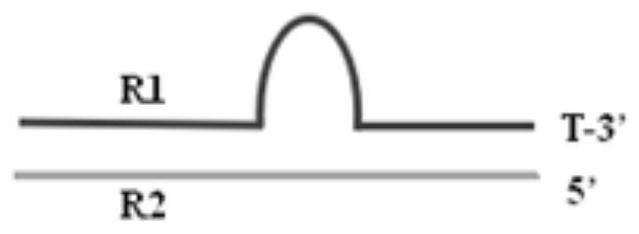 Sequencing library adapters with increased stability