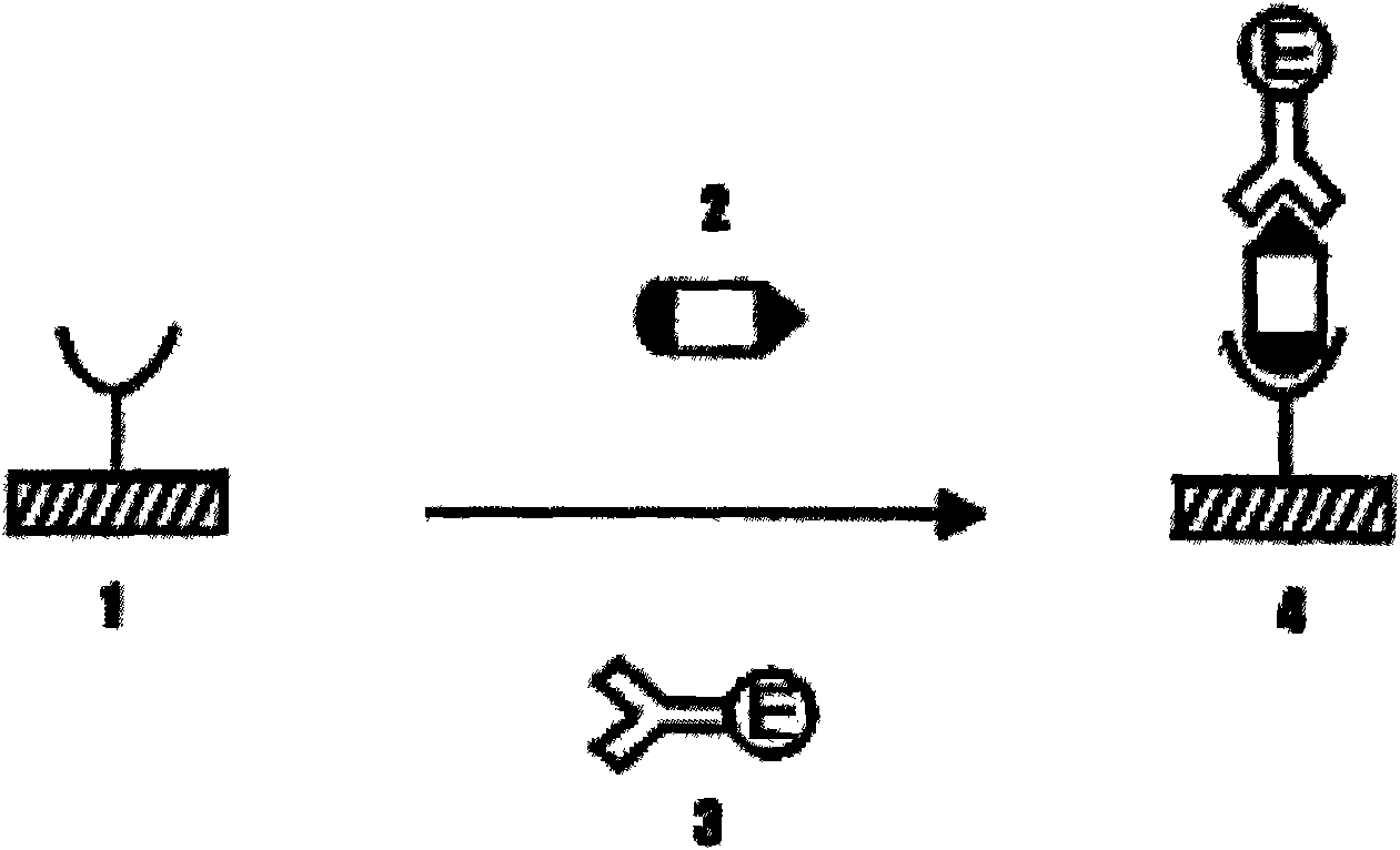Method for detecting circulating antigen for angiostrongylus cantonensis and enzyme-linked immunosorbent assay kit thereof