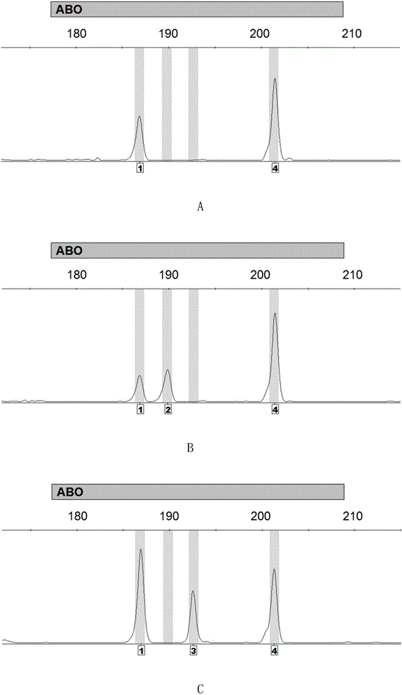 Method for detecting ABO blood-group genotype and template for allelic ladder of ABO blood-group gene locus