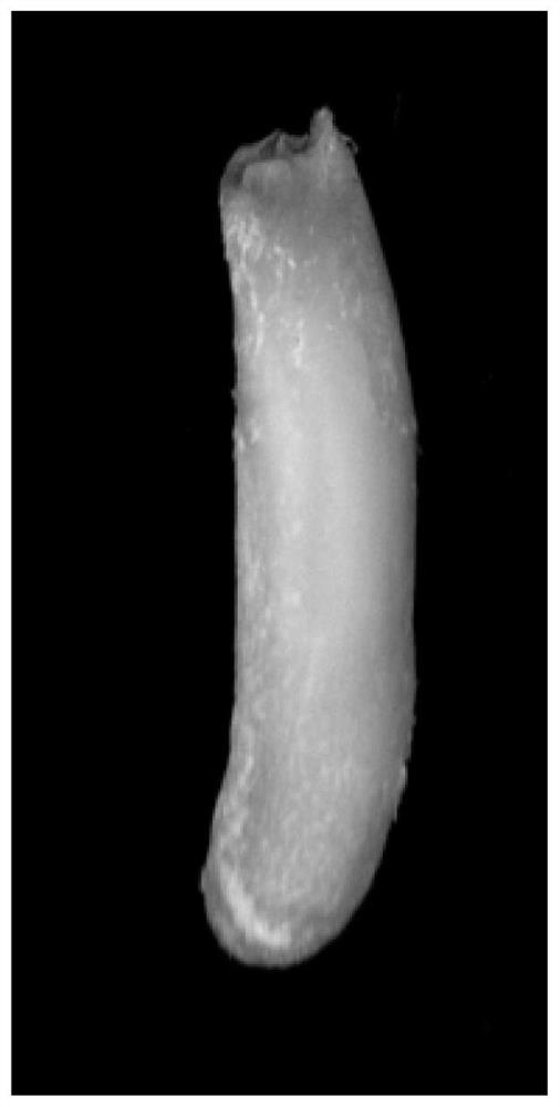 Method for inducing embryogenic callus and proliferation by utilizing immature embryos of taxodium 'zhongshanshan'