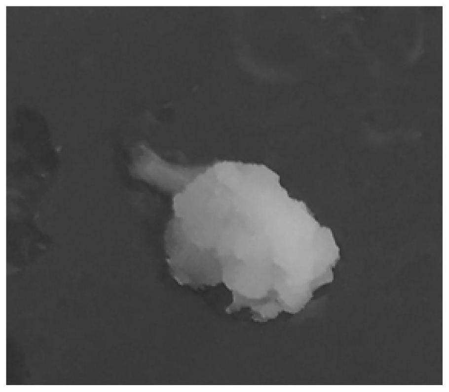 Method for inducing embryogenic callus and proliferation by utilizing immature embryos of taxodium 'zhongshanshan'