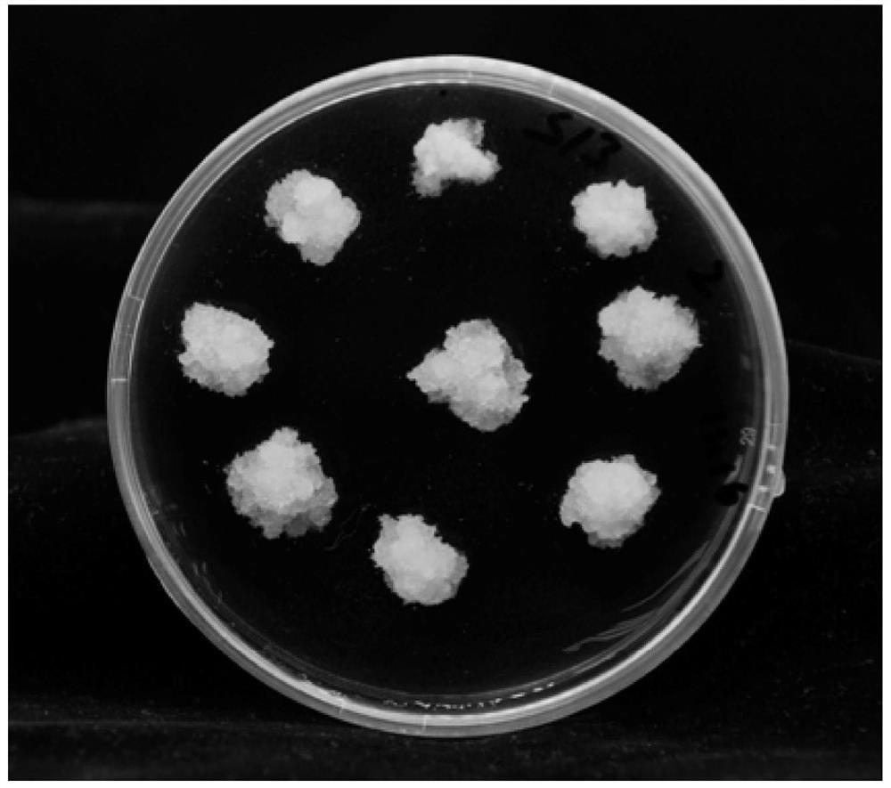 Method for inducing embryogenic callus and proliferation by utilizing immature embryos of taxodium 'zhongshanshan'