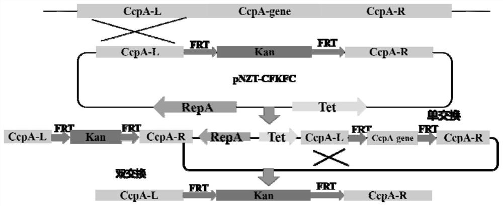 A carbon catabolism regulatory protein CCPA mutant K31A
