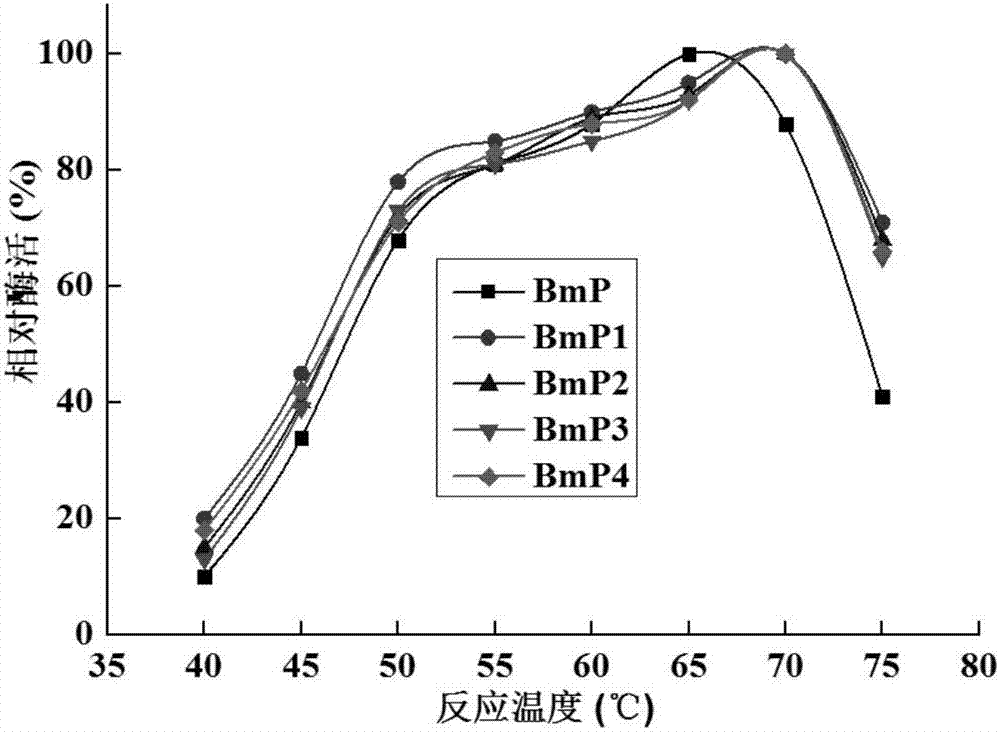 Alkaline protease BmP mutants with improved thermal stability and genes and application thereof