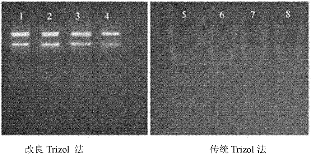 Method for synchronously detecting four viruses of carnation