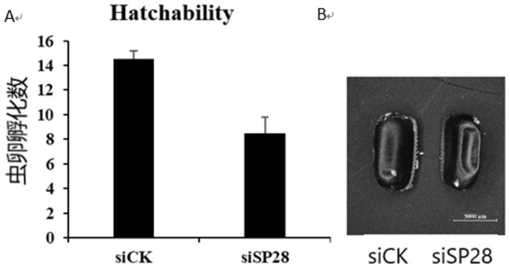 siRNA designed on basis of periplaneta americana male eperythrozoon reproduction related gene SP28 as well as preparation method and application of siRNA