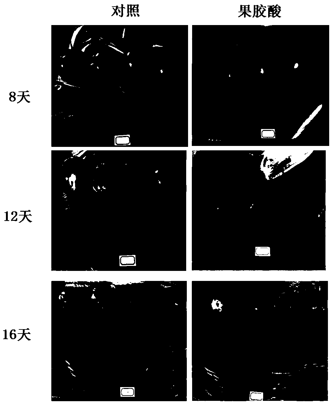 Method for inhibiting softening of fruits after harvesting