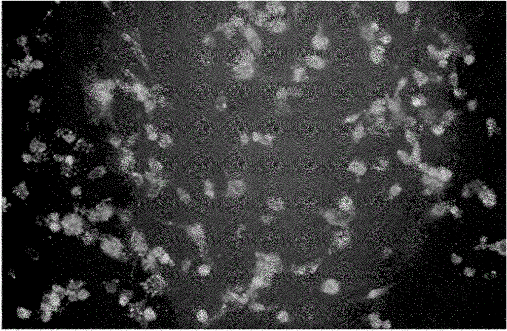 Antisense oligonucleotide of human mir-1274b and its application