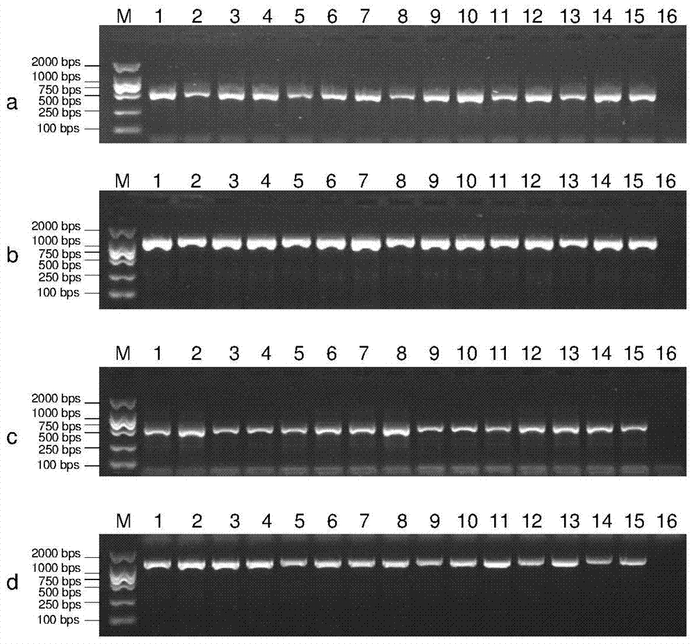 Method for rapid separation of pathogen DNA from rice blast single scab