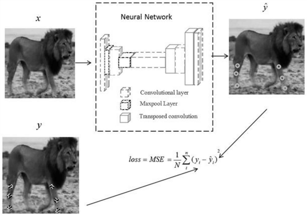 Mammal posture recognition method based on body contour and leg joint skeleton