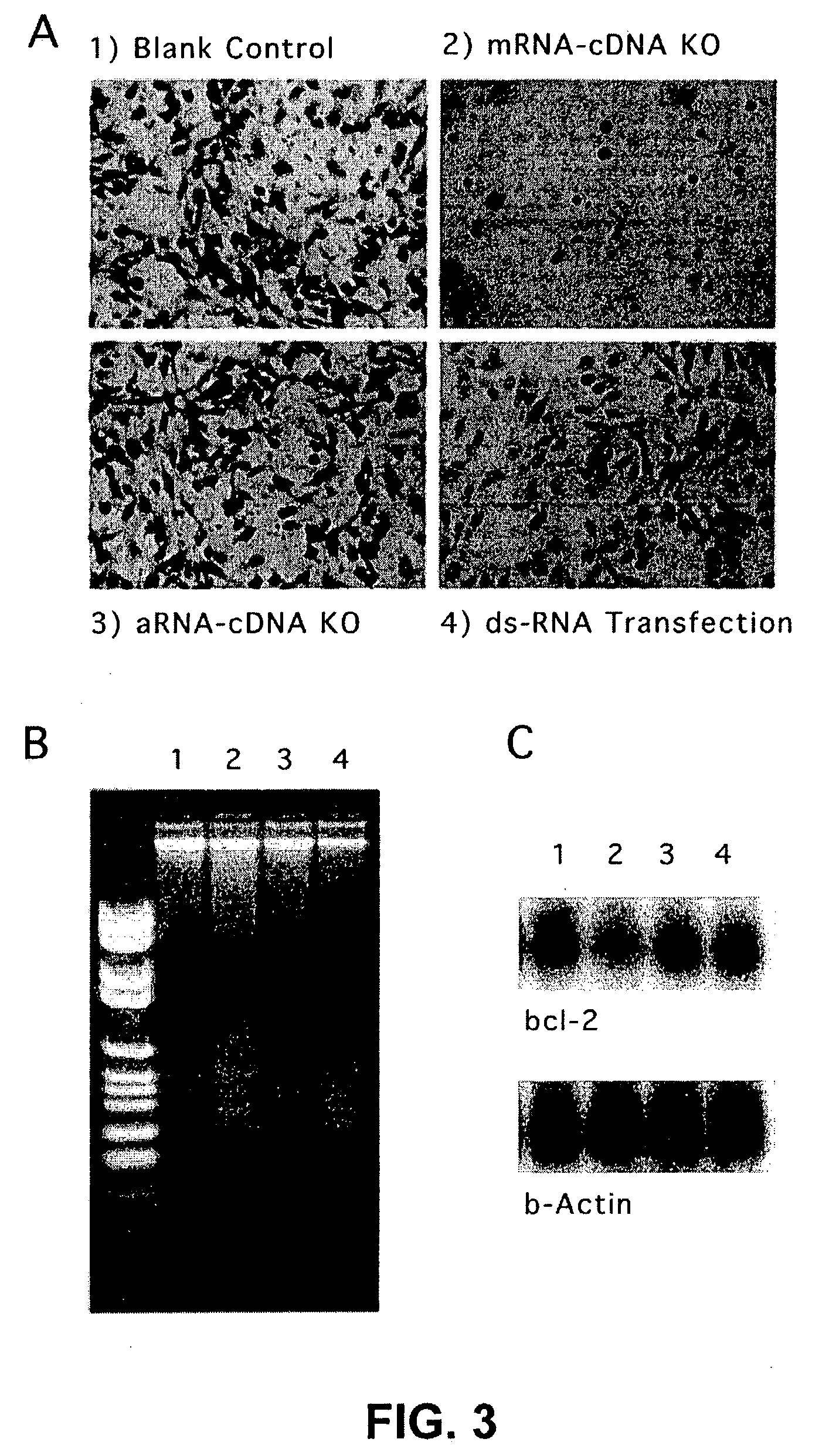 Therapeutically useful compositions of DNA-RNA hybrid duplex constructs