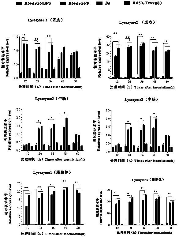 Recombinant fungus targeting expression of silent pest-pattern recognition protein GNBP3 gene and application of recombinant fungus in pest control