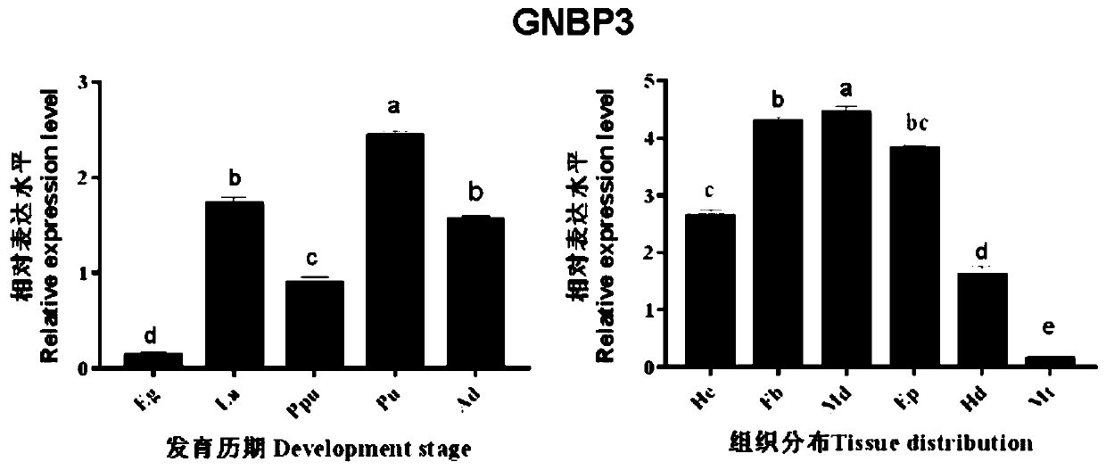 Recombinant fungus targeting expression of silent pest-pattern recognition protein GNBP3 gene and application of recombinant fungus in pest control