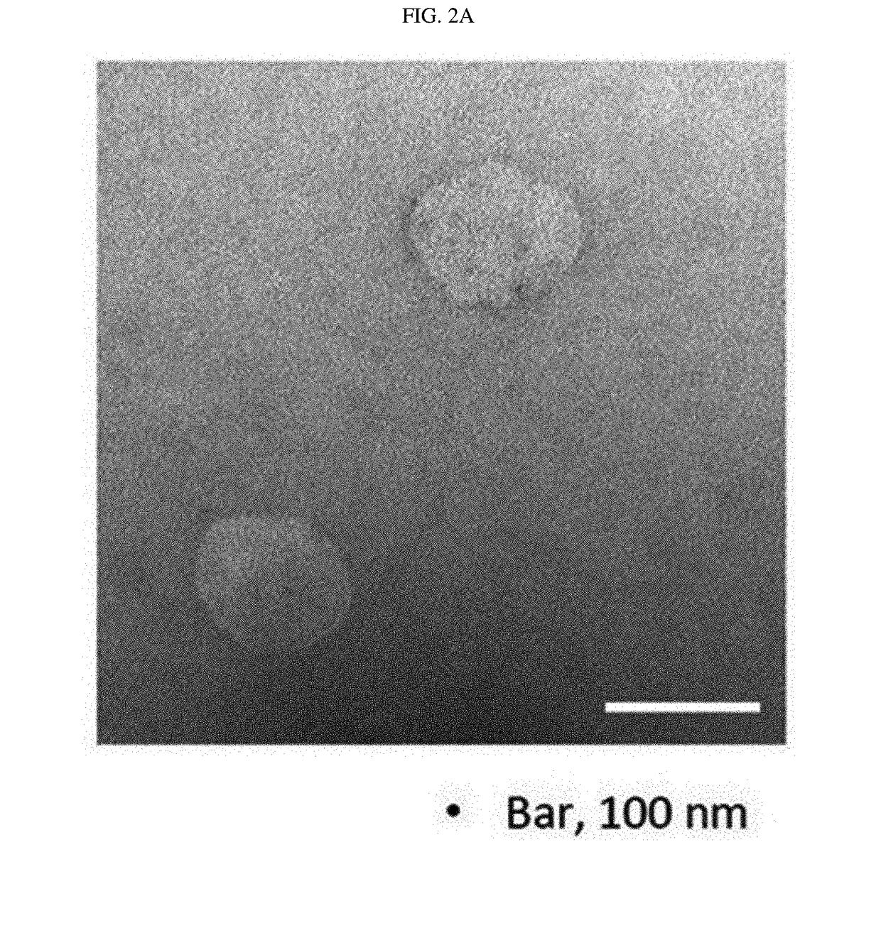 Cell membrane-derived nanovesicles and use thereof
