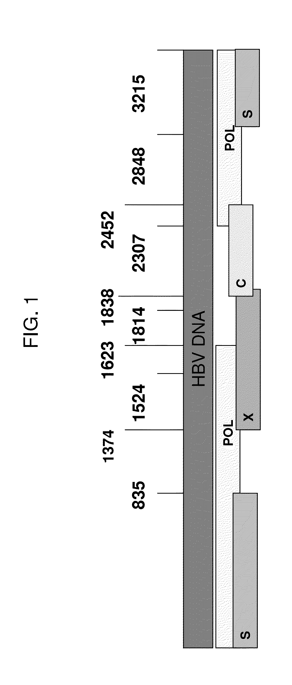 Compositions and Methods for the Treatment or Prevention of Hepatitis B Virus Infection
