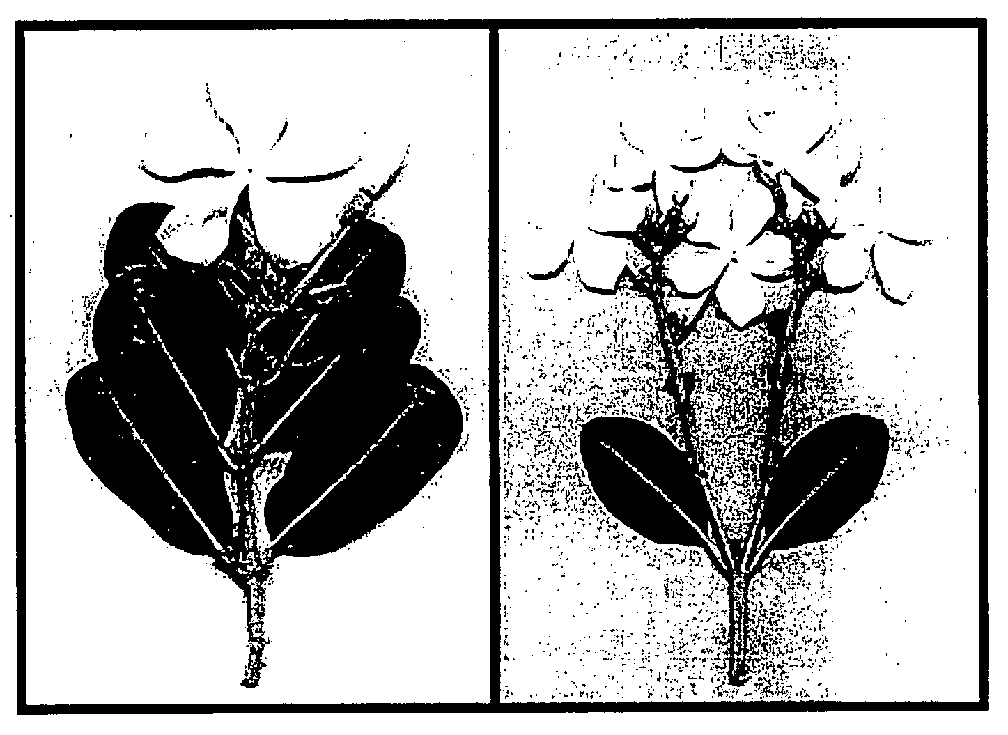 Plant variety of Catharanthus roseus named "lli"