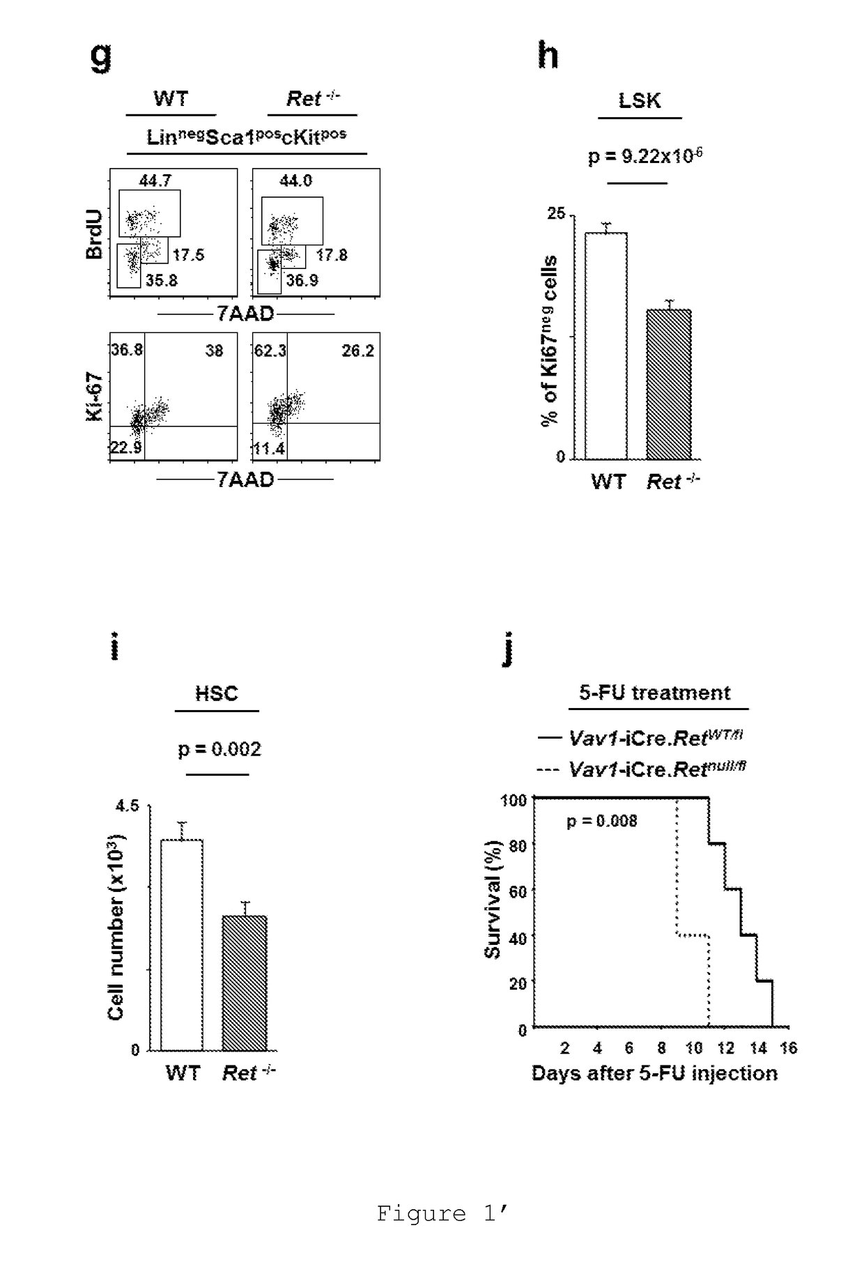 Use of RET agonist molecules for haematopoietic stem cell expansion protocols and transplantation therapy and a RET agonist kit