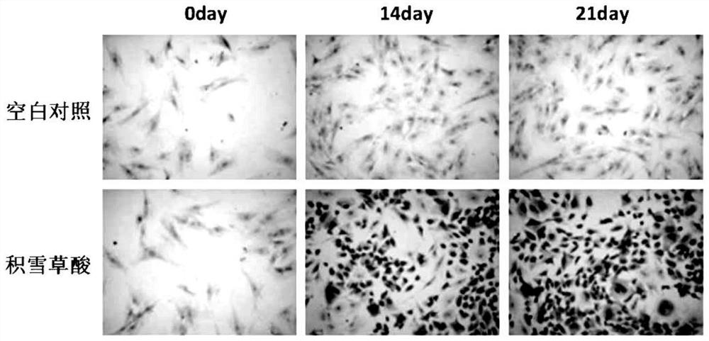 Use of a derivative of asiatic acid for promoting the proliferation of human adipose-derived mesenchymal stem cells in vitro and maintaining stemness