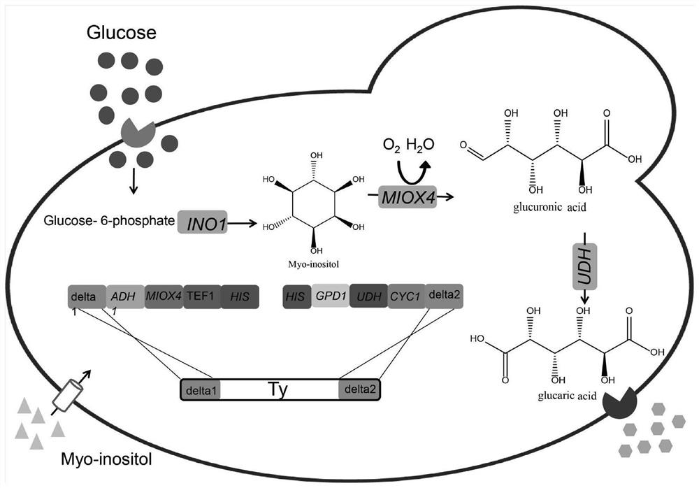 A method for improving the fermentative production of glucaric acid by Saccharomyces cerevisiae engineering strains