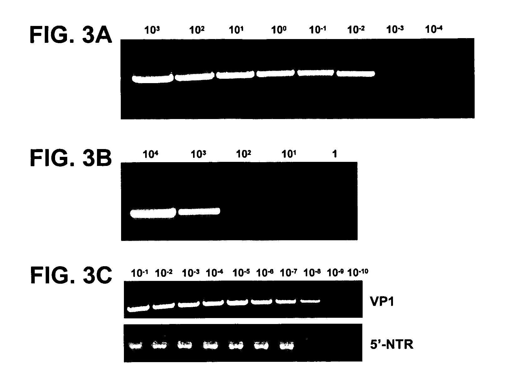 Detection and identification of enteroviruses by semi-nested amplification of the enterovirus VP1 protein