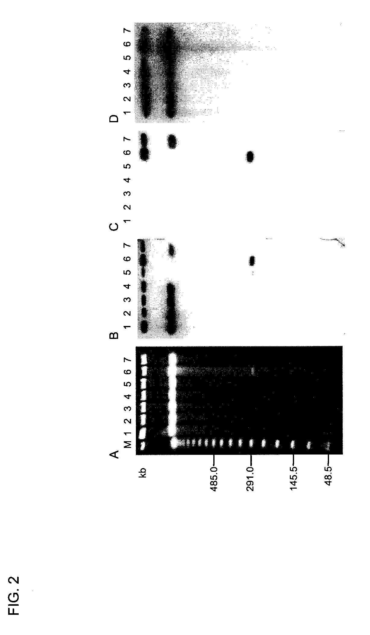 Plasmid-encoded neurotoxin genes in clostridium botulinum serotype a subtypes