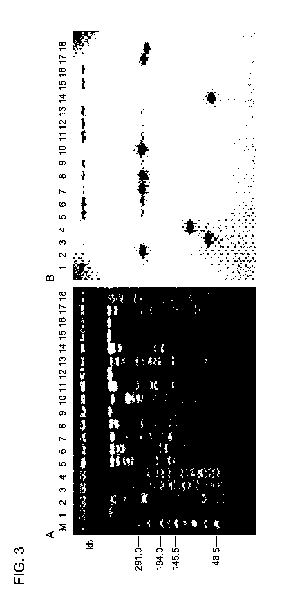 Plasmid-encoded neurotoxin genes in clostridium botulinum serotype a subtypes