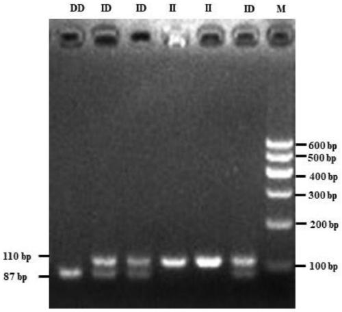 Primer pair, kit and method for detecting insertion / deletion polymorphism of sheep PRL gene and application of primer pair, kit and method