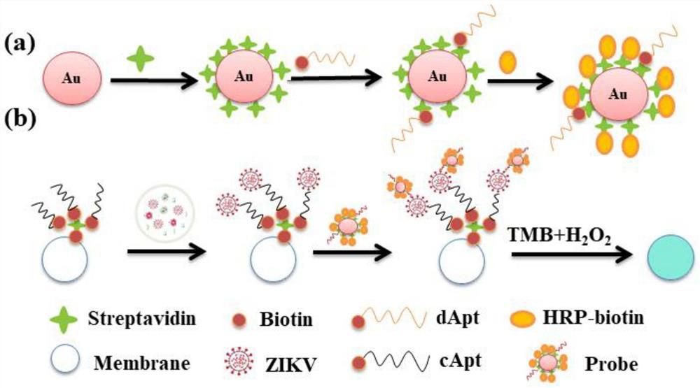 Detection reagent and detection method for Zika virus