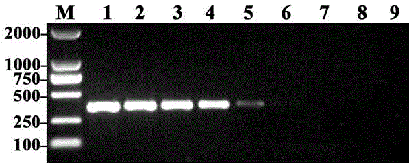 A kind of nested PCR detection method of Ralstonia solanacearum in peanut