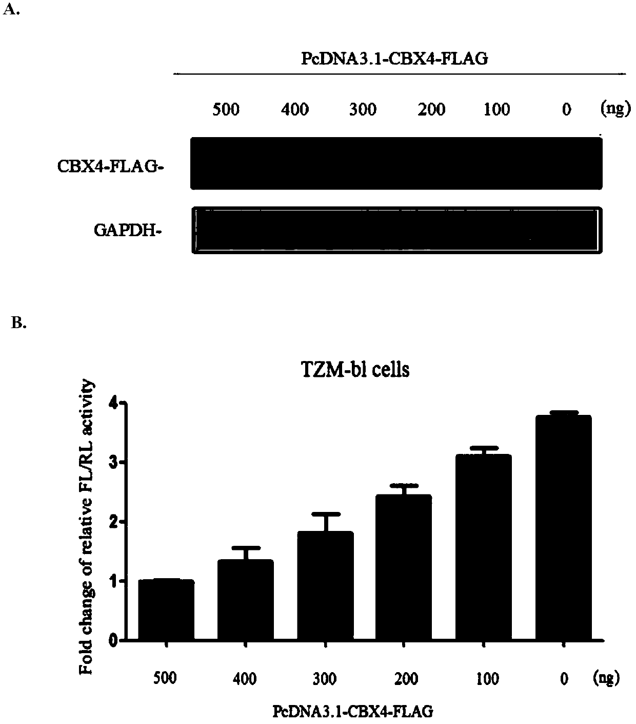 Application of CBX4 used as HIV-1 latent infection activation target