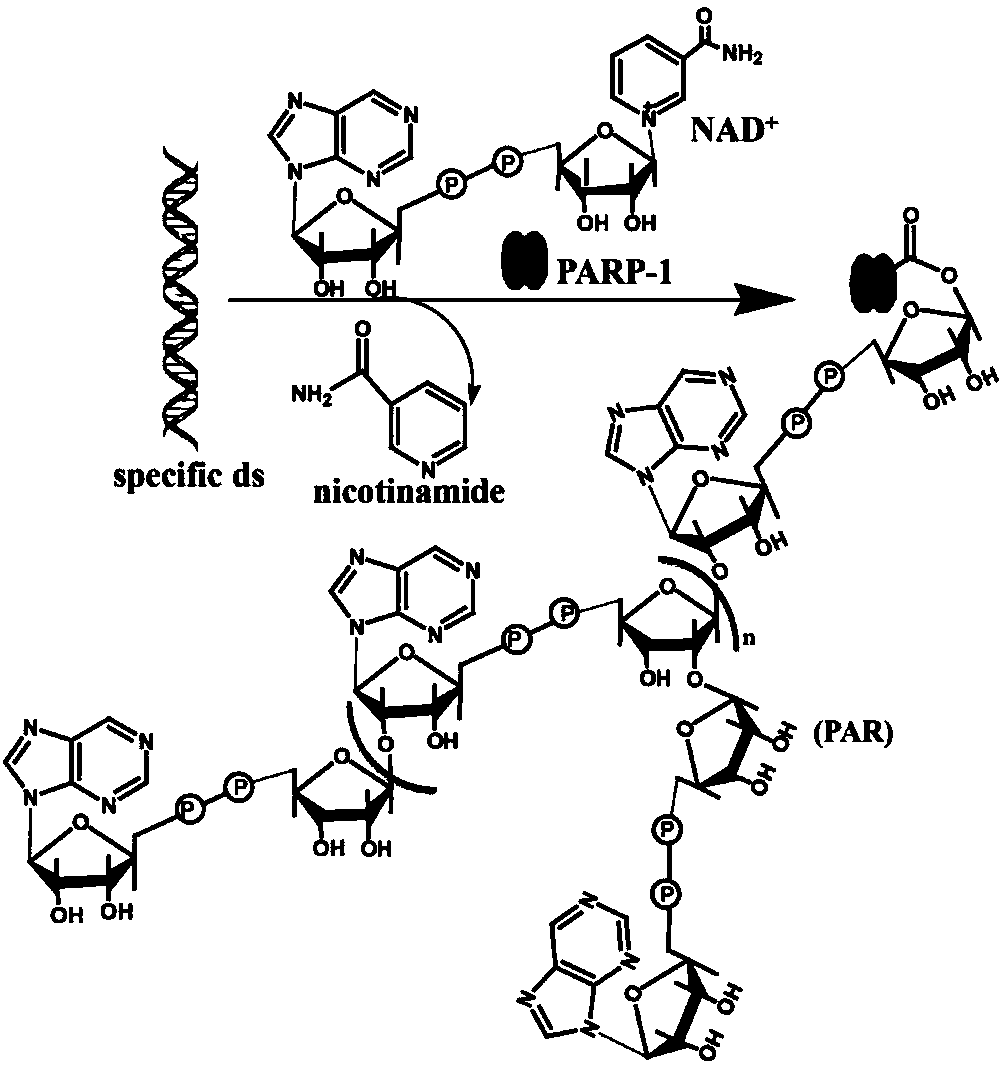 Method for detecting PARP-1 (Poly ADP-Ribose Polymerase-1) activity based on fluorescent dye TOTO-1 analysis