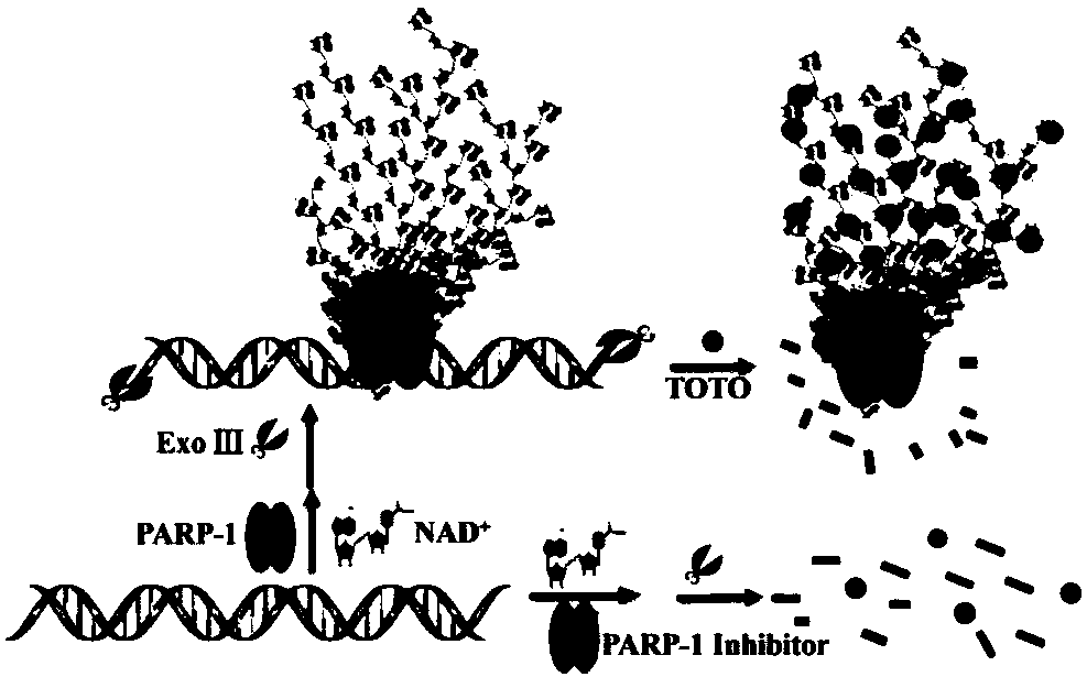 Method for detecting PARP-1 (Poly ADP-Ribose Polymerase-1) activity based on fluorescent dye TOTO-1 analysis