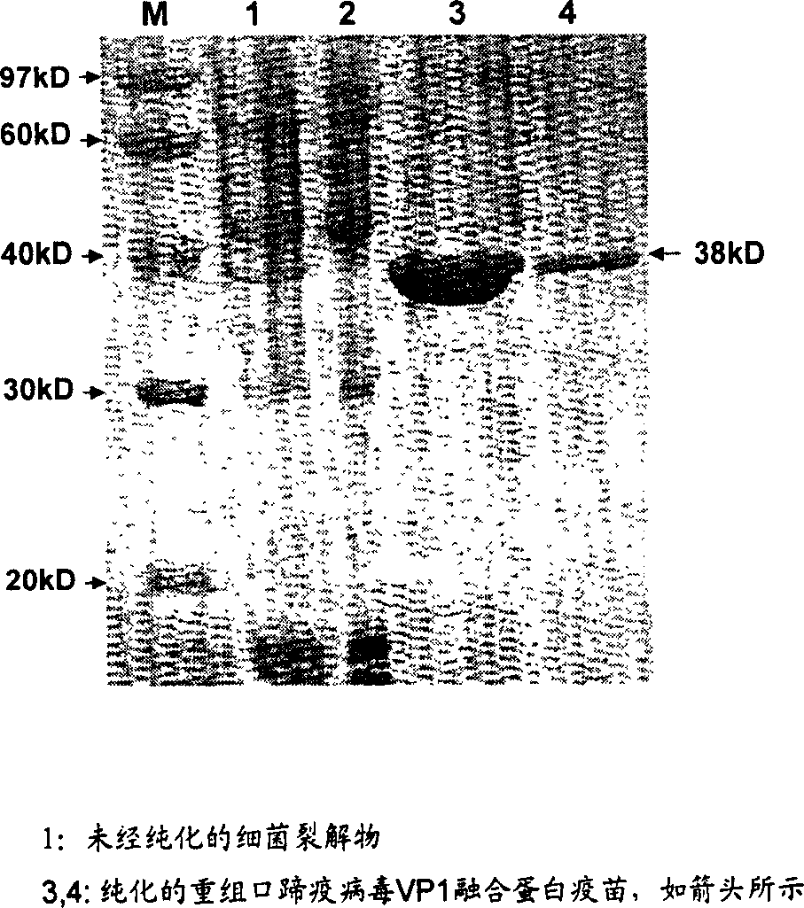 Recombinant foot-and-mouth disease virus VP1 confluent protein vaccine