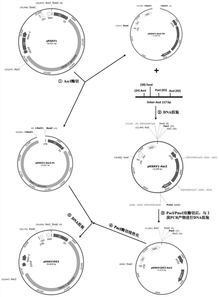 Monkey type 1 adenovirus (SAdV-1) vector system and application thereof