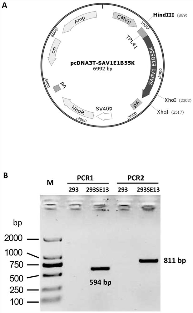 Monkey type 1 adenovirus (SAdV-1) vector system and application thereof