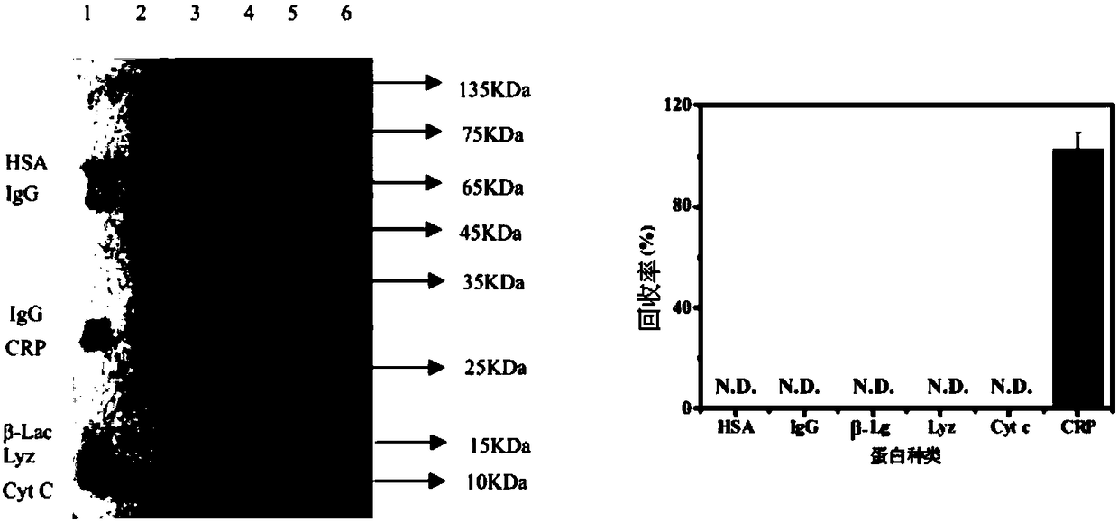 Phospholipid organic polymer whole material and preparation method and application thereof