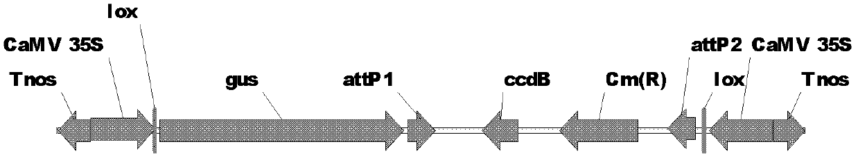 Long double-stranded RNA expression vector for silencing whole genome or across genome