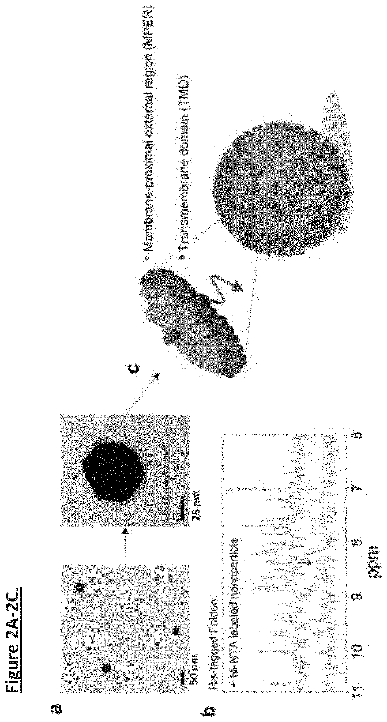 Unidirectional presentation of membrane proteins in nanoparticle-supported liposomes