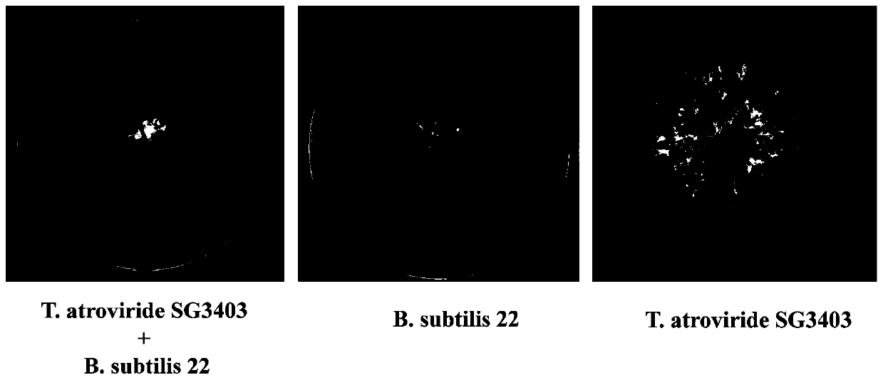 Co-culture method of trichoderma atroviride and bacillus subtilis and an application of co-metabolite obtained by method
