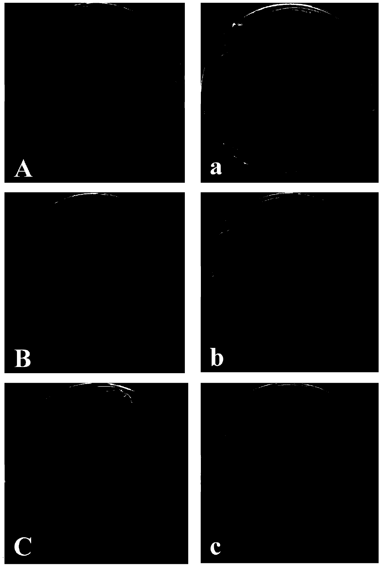 Co-culture method of trichoderma atroviride and bacillus subtilis and an application of co-metabolite obtained by method