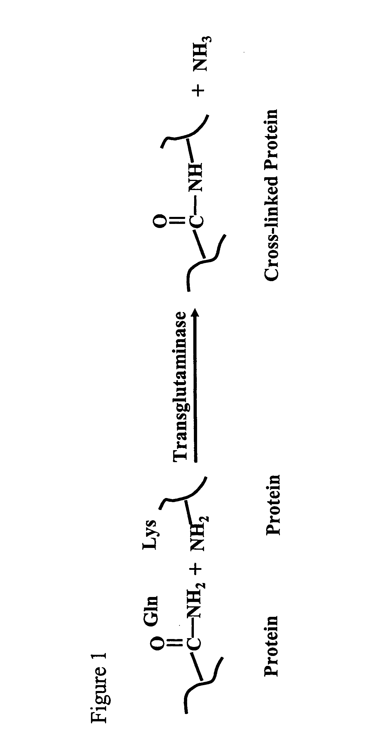 Polysaccharide-based polymers and methods of making the same
