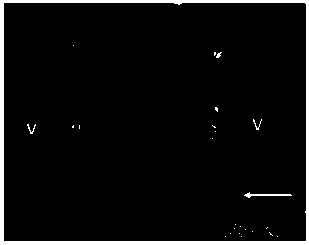 Underwater siphon material and preparation method and application thereof