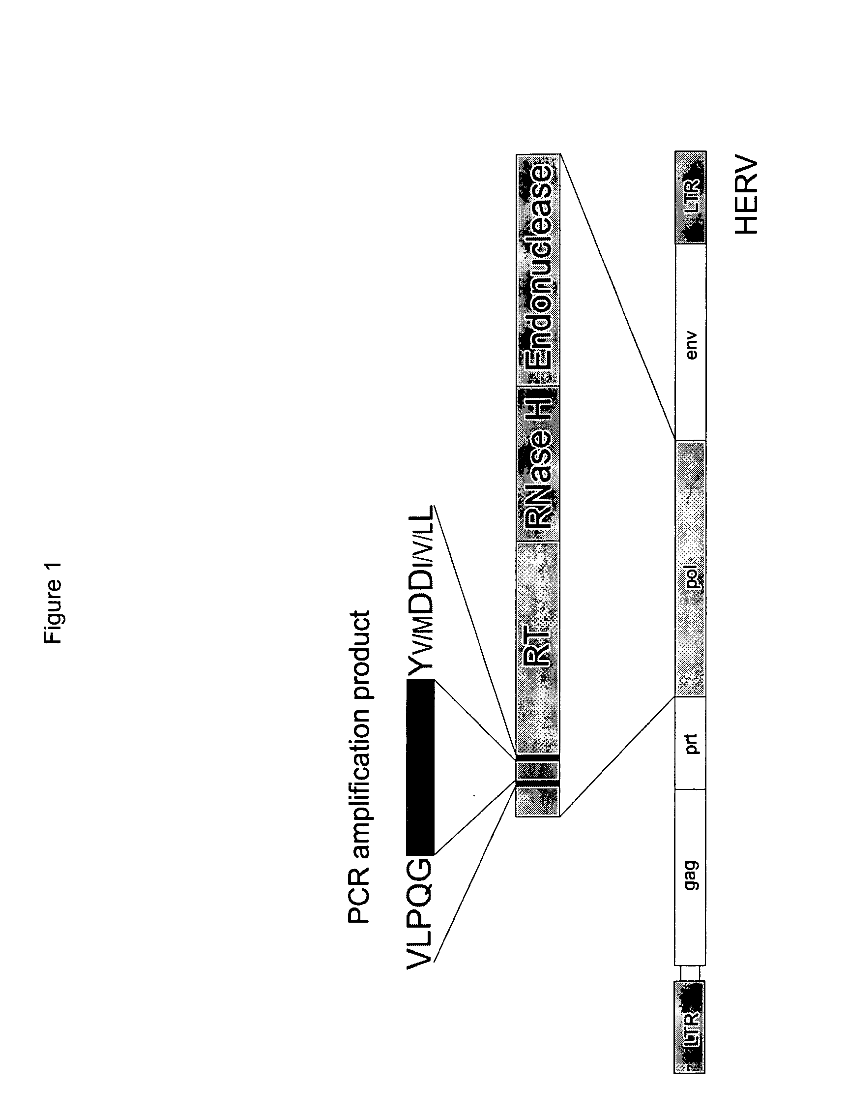 Method for the specific detection and identification of retroviral nucleic acids/retroviruses in a specimen