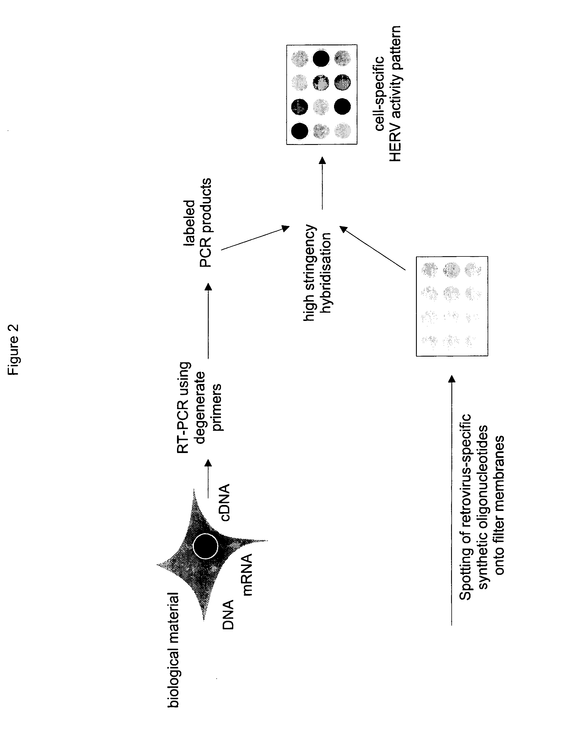 Method for the specific detection and identification of retroviral nucleic acids/retroviruses in a specimen