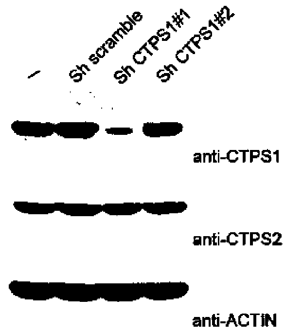Methods and pharmaceutical compositions (ctps 1 inhibitors, e.g. norleucine) for inhibiting t cell proliferation in a subject in need thereof