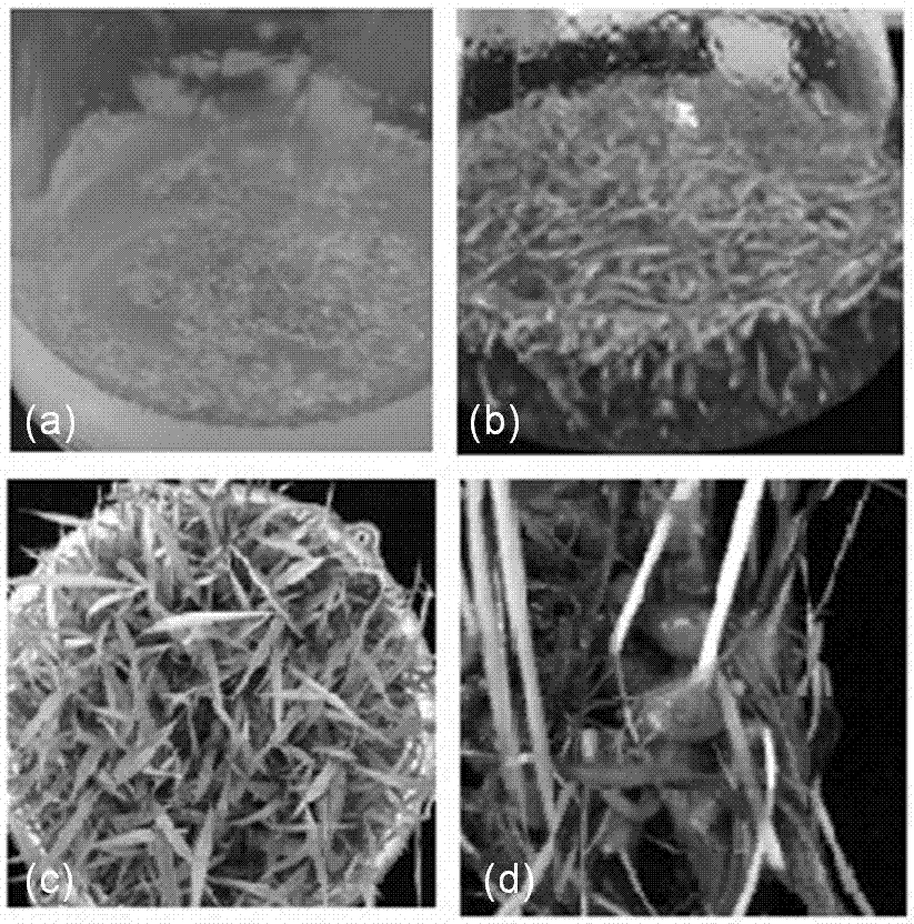 Method for cultivating bletilla striata seedlings by using intermittent immersion bioreactor