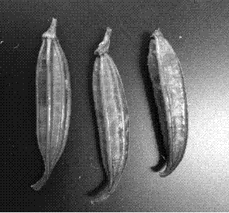 Method for cultivating bletilla striata seedlings by using intermittent immersion bioreactor