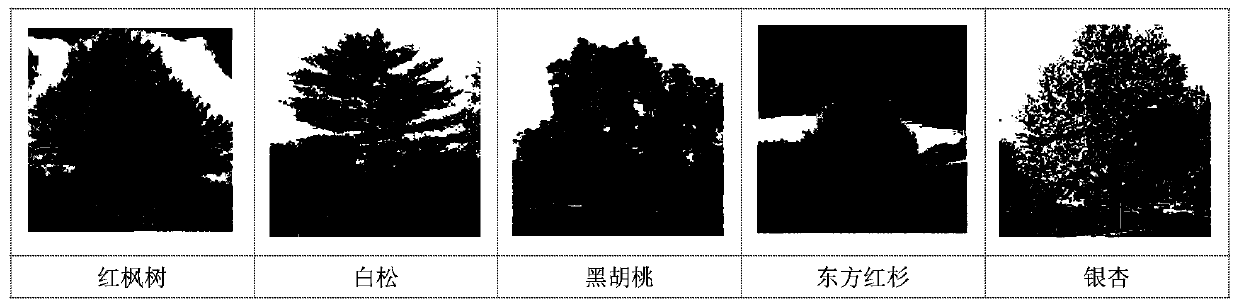 Tree species image recognition method based on natural background