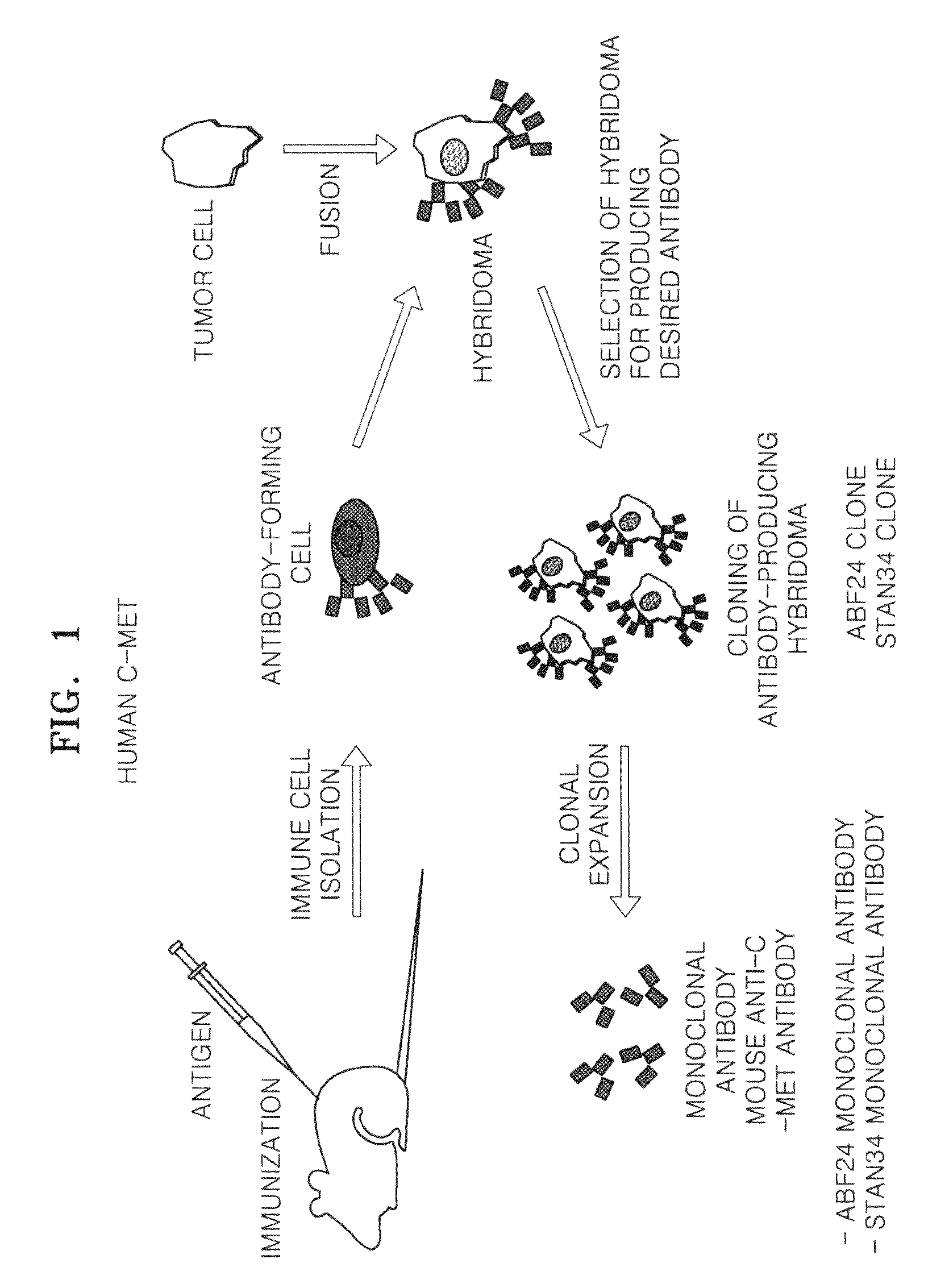 Antibody specifically binding to c-Met and methods of use