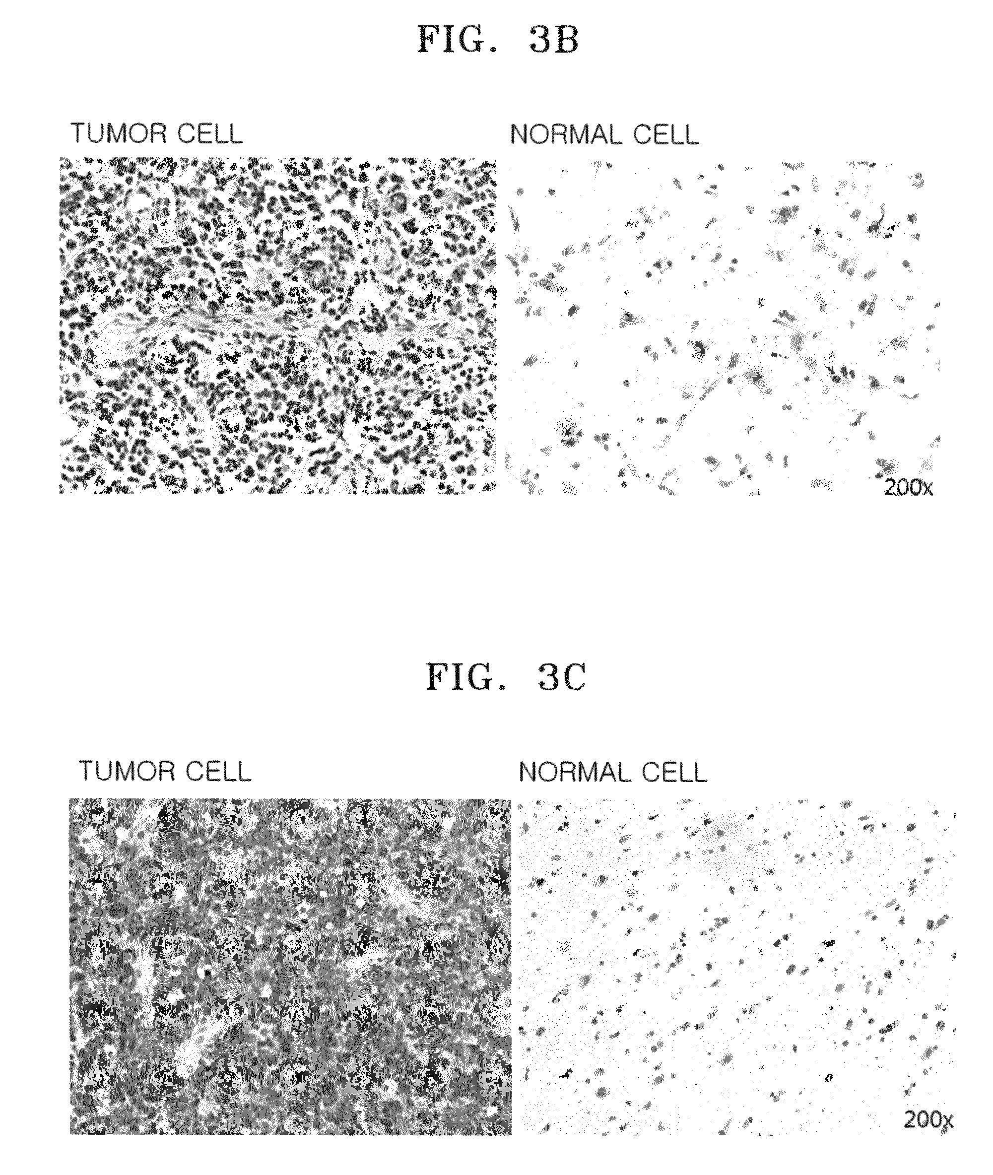 Antibody specifically binding to c-Met and methods of use